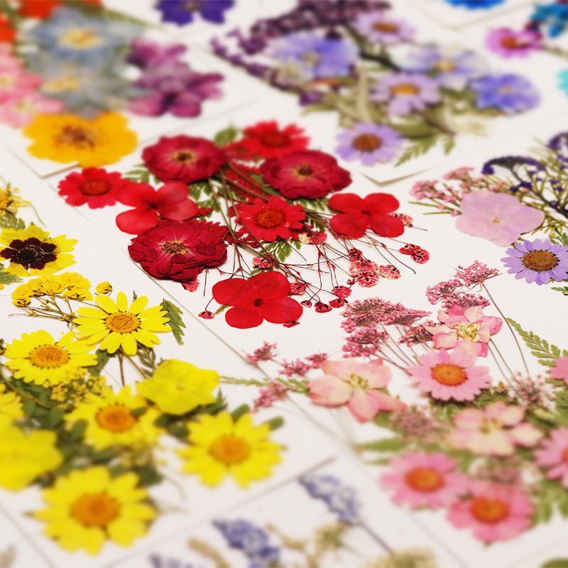 Art Craft Flower Making - Flores de Plantas Secas Prensadas Naturales