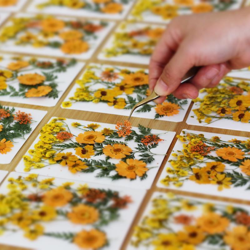 Flores de Plantas Secas Prensa - Art Craft Flower Making reseña y precio