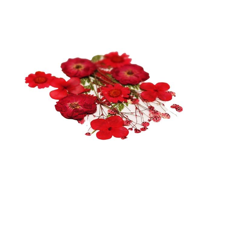 Flores de Plantas Secas Prensa - Art Craft Flower Making reseña y precio